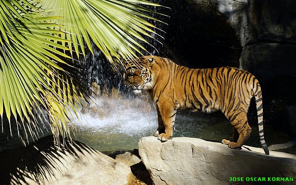 fotografías de tigres muy hermosos