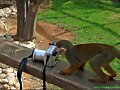 MASCOTAS Y CAMARAS