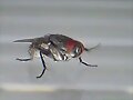 INSECTOS