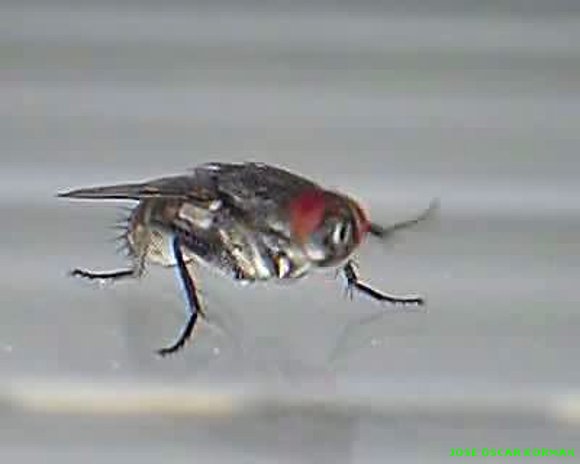 INSECTOS