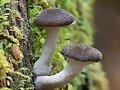 PLANTS AND FUNGI