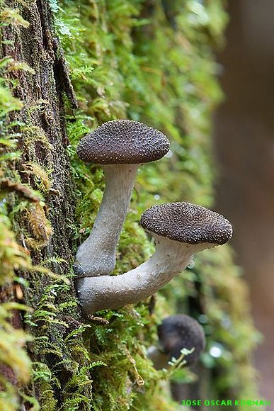 PLANTS AND FUNGI