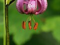 PLANTS AND FUNGI
