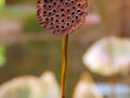 PLANTS AND FUNGI