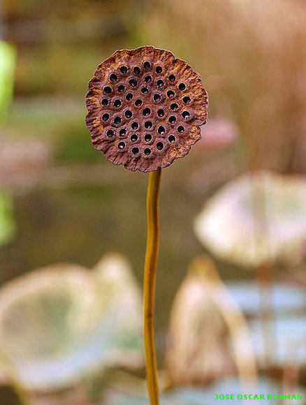 PLANTS AND FUNGI
