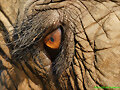 ELEPHAS MAXIMUS