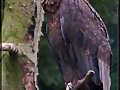AVES