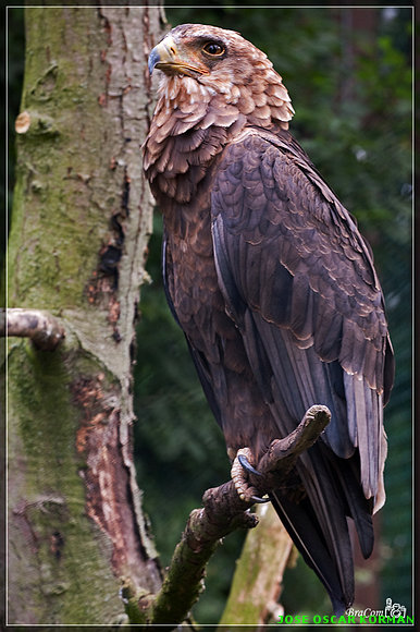 AVES