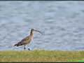 AVES
