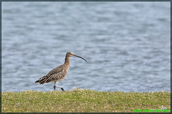 AVES