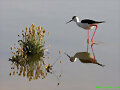 Reflejos-