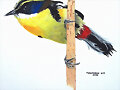 siete colores/Tachuris rubrigastra