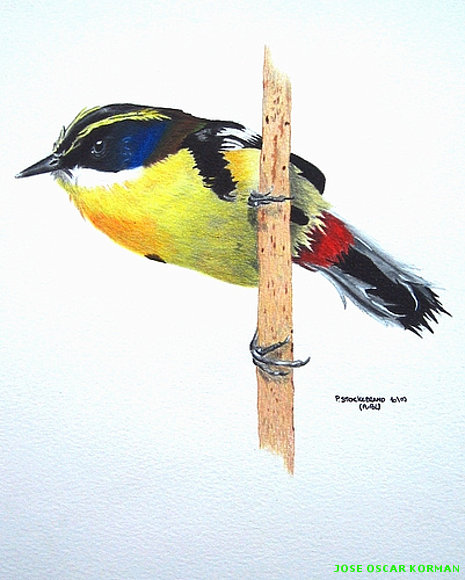 siete colores/Tachuris rubrigastra