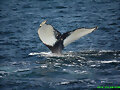 Humpback fluke &quot;fingerprints&quot;