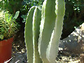JARDIN BOTANICO