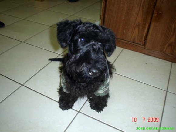 Mis Mascotas
