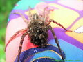 Escalofriante ara&ntilde;a con cr&iacute;as en el cuerpo
