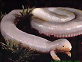 Serpiente con patas