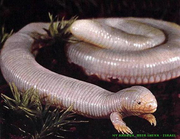 Serpiente con patas