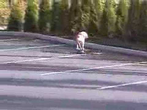 Perro patinando en un skate !
