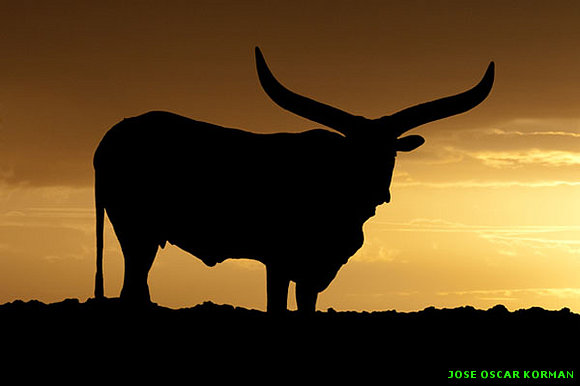 La belleza del reino animal de la mano de Marsel V