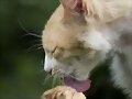 Una gata adopta a un rat&oacute;n