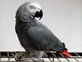 Un loro muy listo - gris africano -