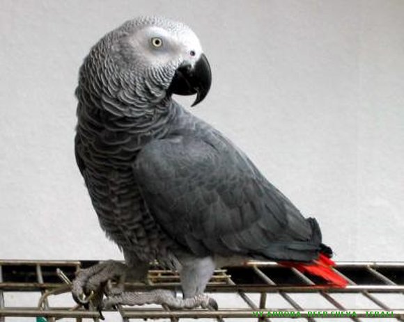 Un loro muy listo - gris africano -