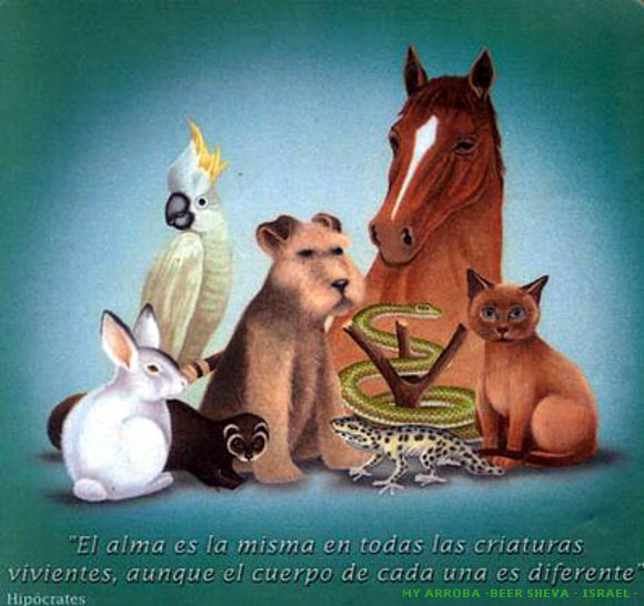 Alma, ¿tienen los animales?