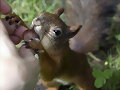 Mundo animal