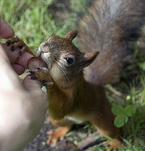 Mundo animal
