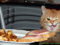 Mundo animal