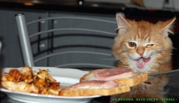 Mundo animal
