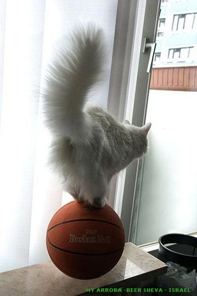 Mundo animal