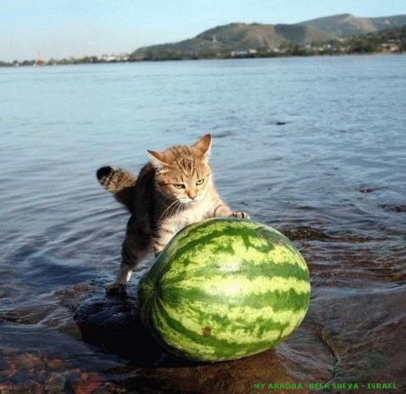 Mundo animal