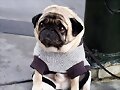 PERRITO TRISTE;  POBRE ?