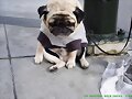 PERRITO TRISTE; POBRE ?