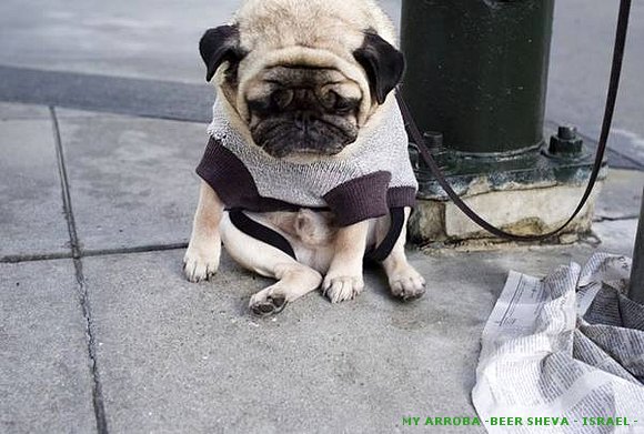 PERRITO TRISTE; POBRE ?
