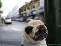 PERRITO TRISTE; POBRE ?