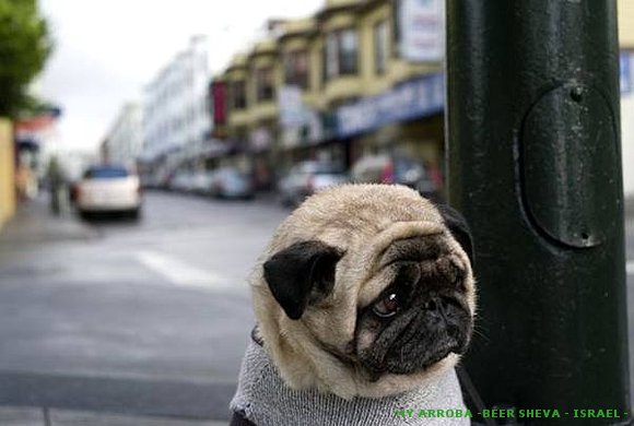 PERRITO TRISTE; POBRE ?