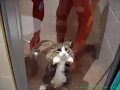 Gato Enfadado