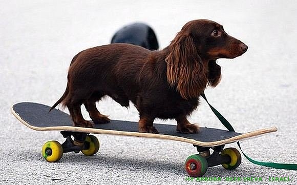 De Paseo