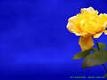 MI FOTO