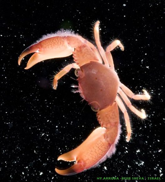 Descubren centenares de nuevas especies marinas