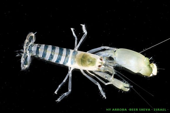 Descubren centenares de nuevas especies marinas