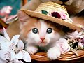 GATO FANCY