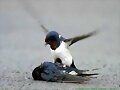 Pajarito y su amiguito&#133;