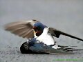 Pajarito y su amiguito&#133;