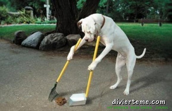 Perro muy limpio
