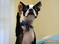 Fotos chistosas de perritos